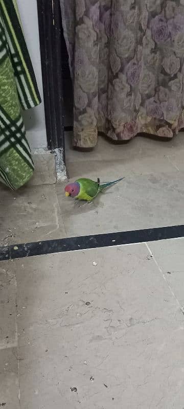 urgent sale plumb head parrot male 3