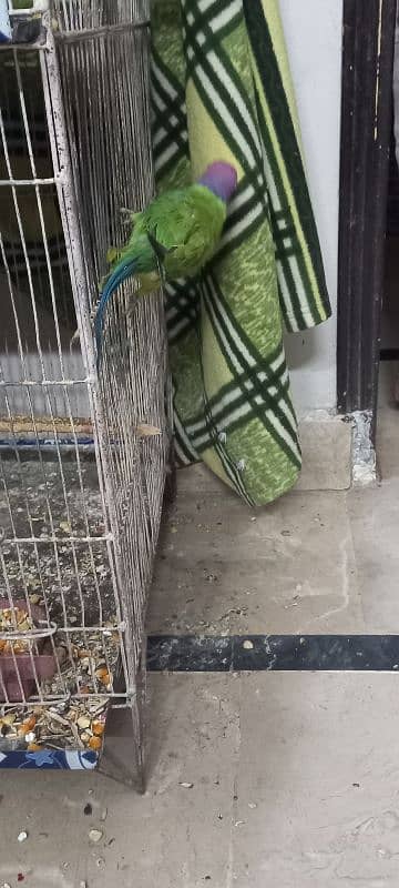 urgent sale plumb head parrot male 4