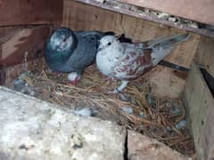 gashi pigeon for sale