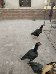 aseel hen for sale