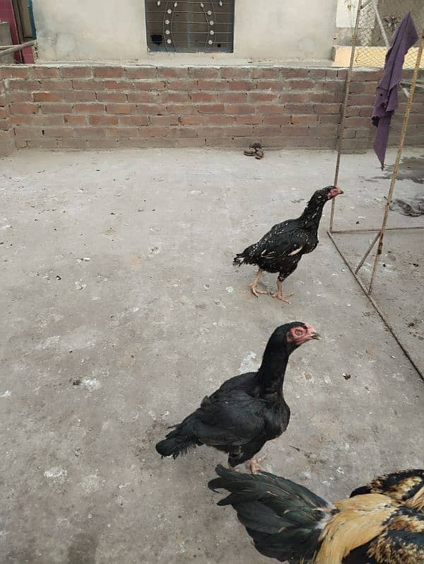 aseel hen for sale 0