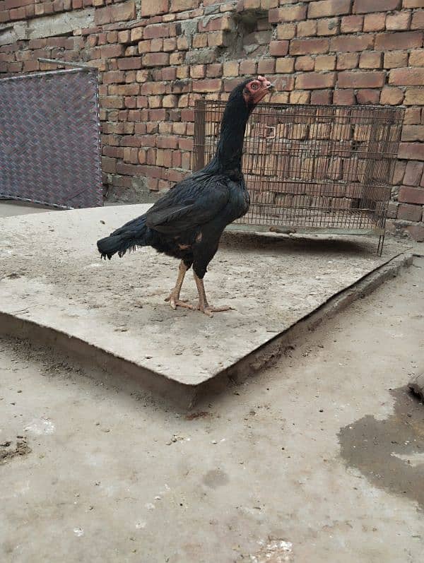 aseel hen for sale 1