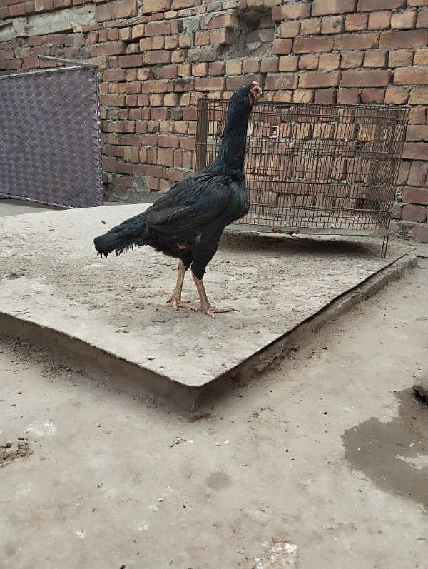 aseel hen for sale 2