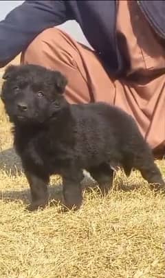 black German Shepherd double code edit email to man available for sale