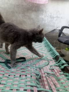 Persion Grey color Male Cat double coated