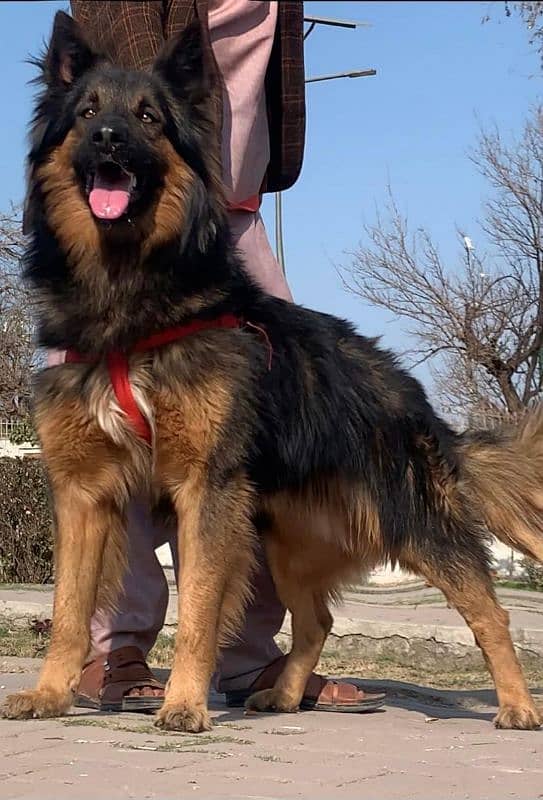 Belgium shepherd Long coat full security guard male 12 months for sale 0