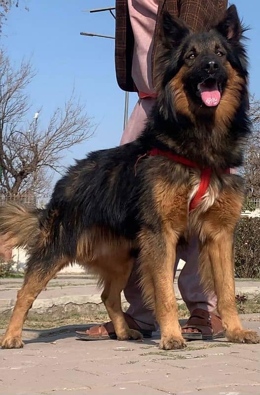 Belgium shepherd Long coat full security guard male 12 months for sale 1