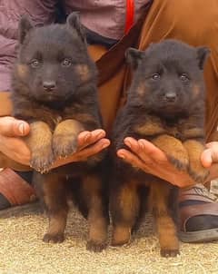 Garman shepherd puppies for sale 03126188317call wahtasp