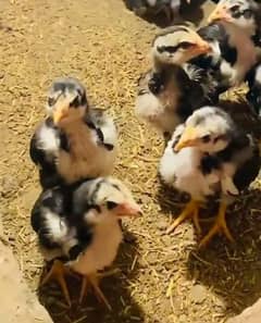 Thai aseel chicks available