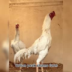 White O Shamo Chicks | King Shamo | Shamo Black | shamo | Aseel