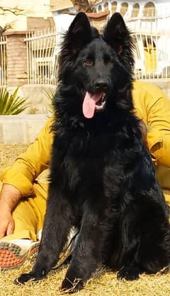 Royal Black German shepherd Male