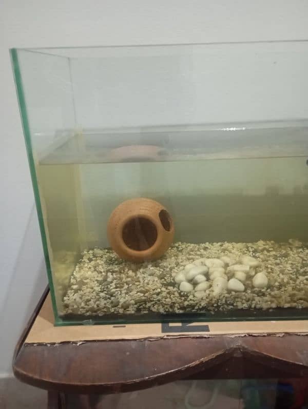 Fish Aquarium For sale 0