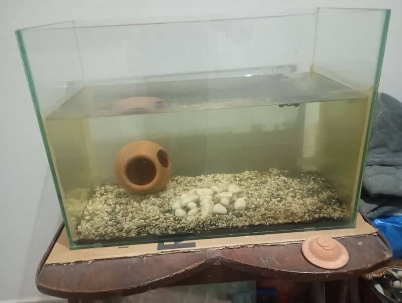 Fish Aquarium For sale 2