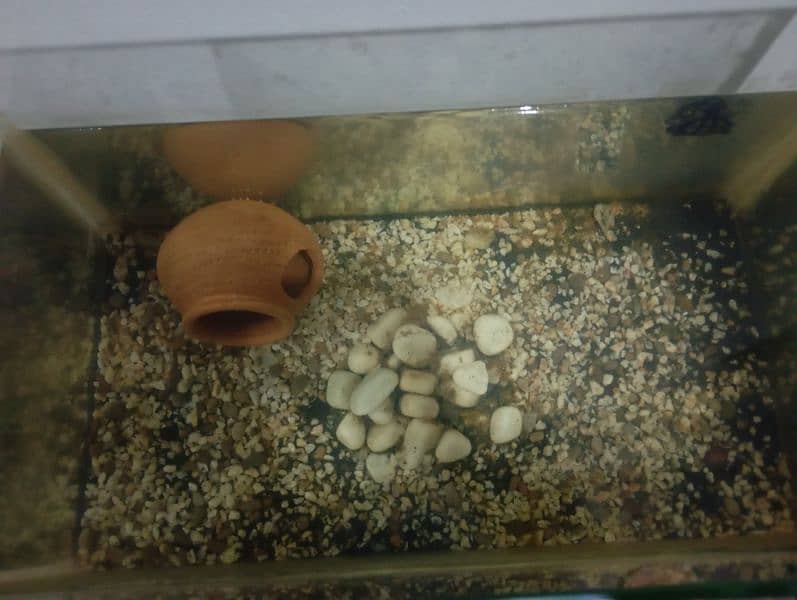 Fish Aquarium For sale 3