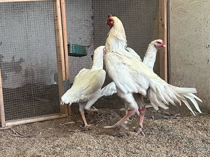 White O Shamo Chicks | King Shamo | Shamo Black | shamo | Aseel 4