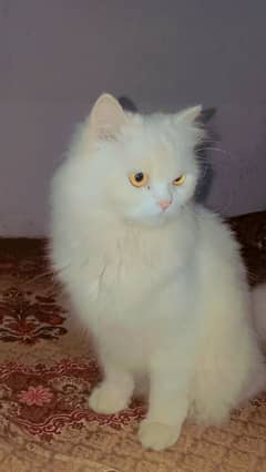 Persian white kitten yellow eyes