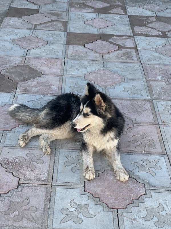 Siberian Husky | Siberian Female Puppy | Blue Eyes Husky Dog For Sale 1