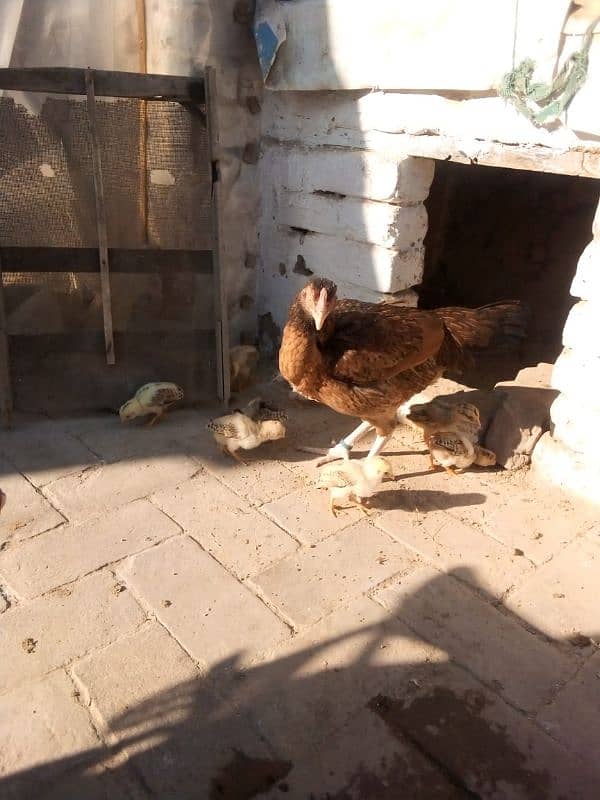 Aseel chicks for sale 2