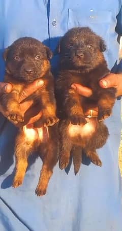 German shepherd / german shepherd dog  / dog for sale