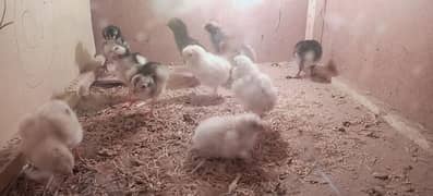 3 mianwali aseel chicks