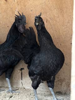 ayam cemani gray tonge