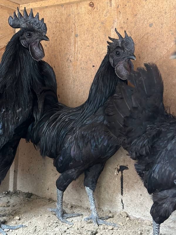 ayam cemani gray tonge 1