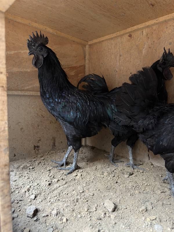 ayam cemani gray tonge 2