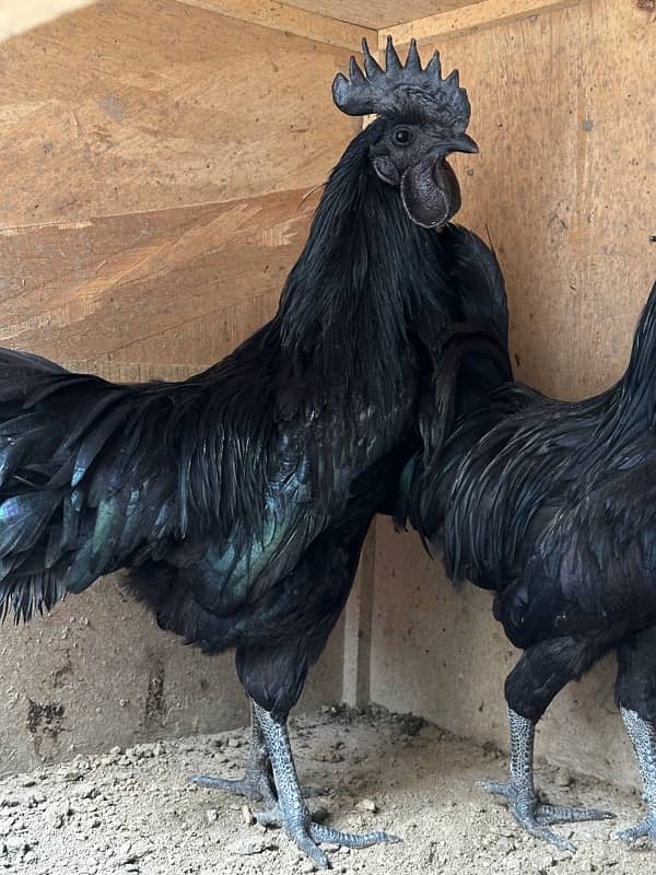 ayam cemani gray tonge 3