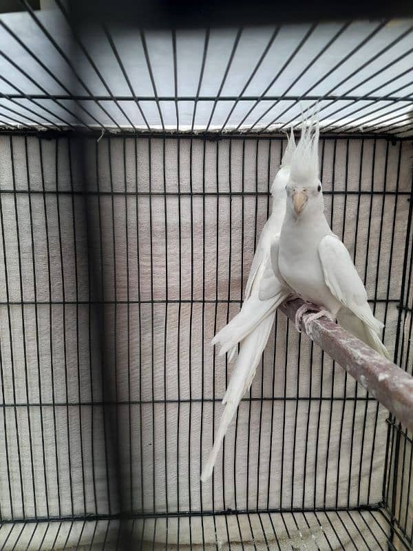 V pied Cockatiel 0