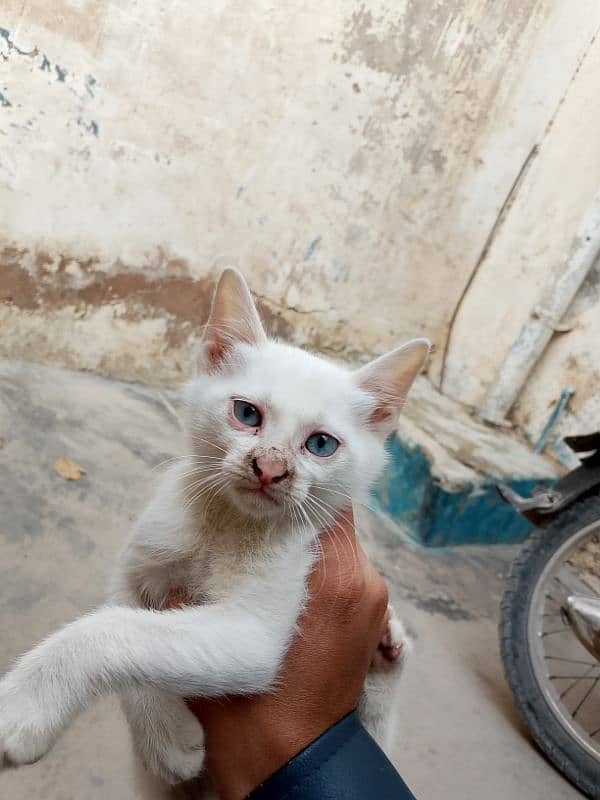 Persian Cat Baby 0