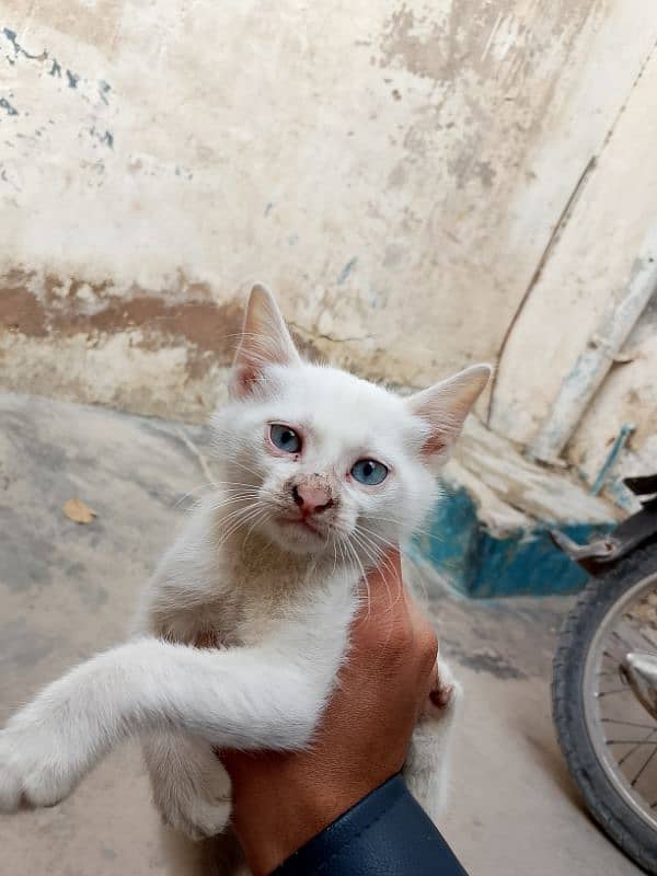 Persian Cat Baby 3