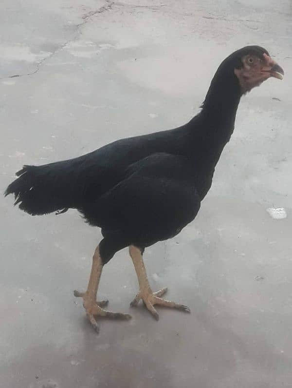 Black Aseel hen 1