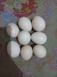 Aseel Egg for sell