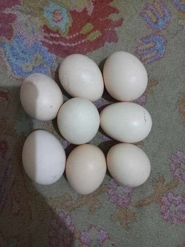 Aseel Egg for sell 0