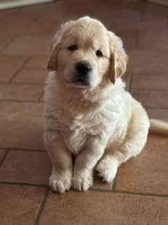 Golden retriever puppies for sale