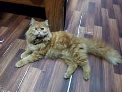 Persian male cate  for sale