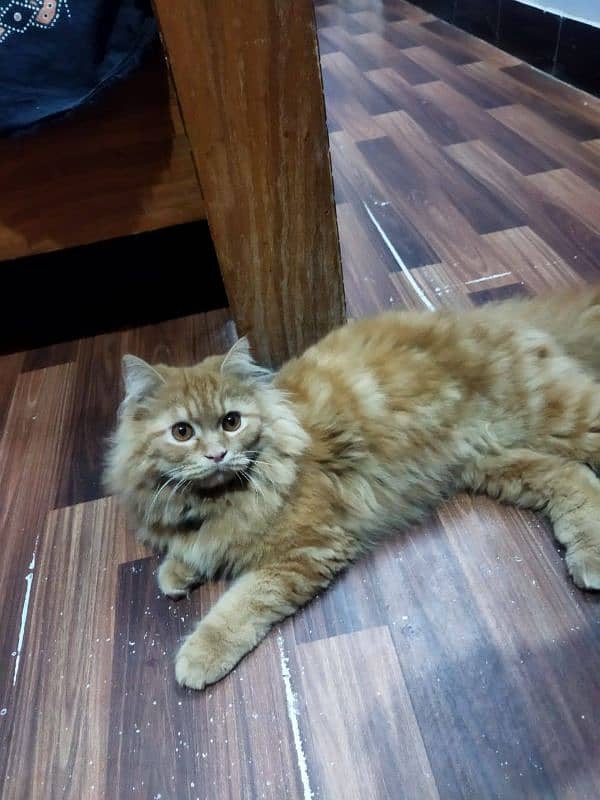 Persian male cate  for sale 1