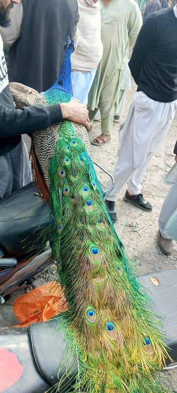 peacock 0