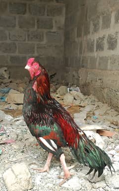 Amroha aseel breeder WhatsApp 03102135973