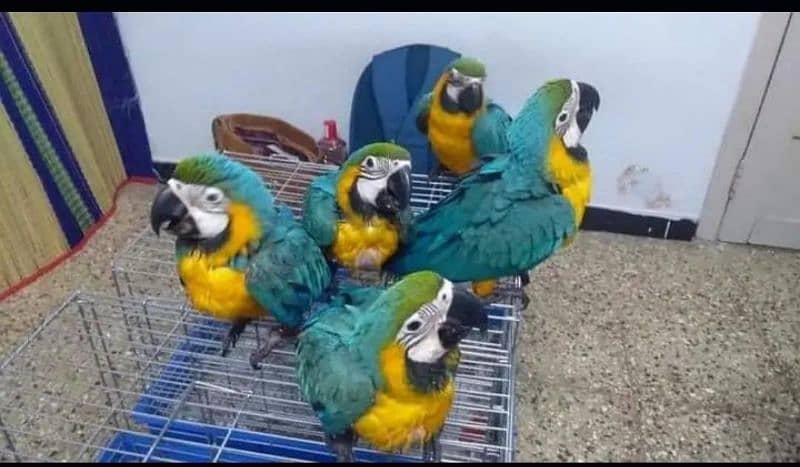 blue macaw parrot cheek's for sale 0335=488=7932 0