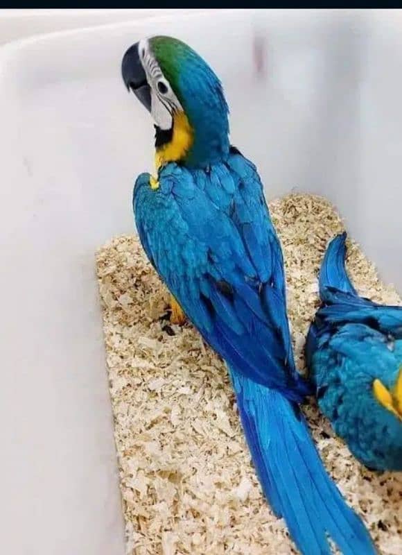 blue macaw parrot cheek's for sale 0335=488=7932 1