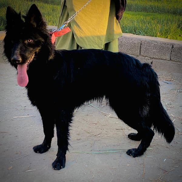 Black german female long coat Non ped 0