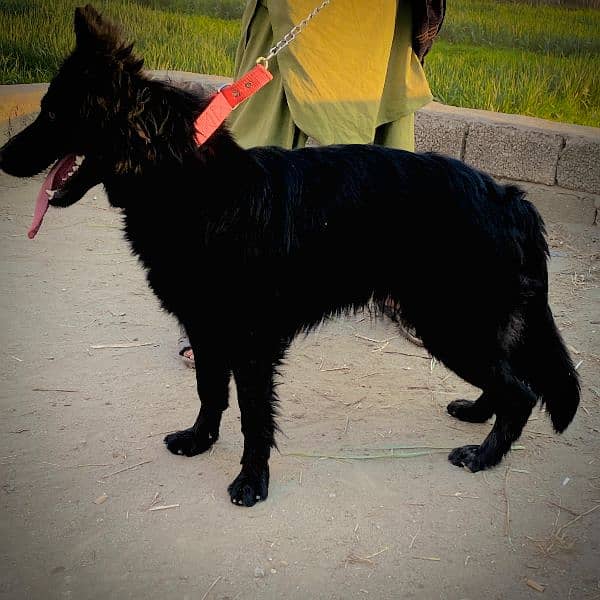 Black german female long coat Non ped 1