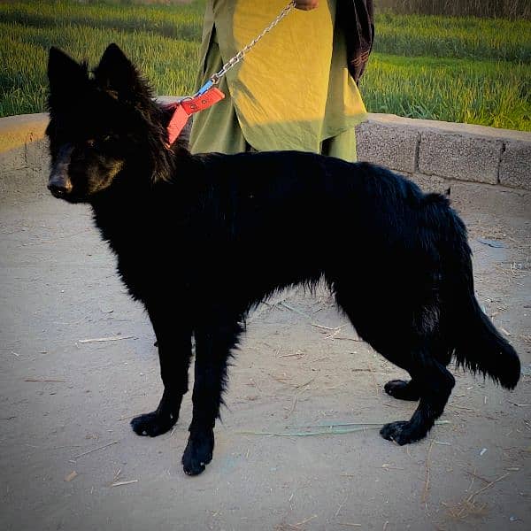 Black german female long coat Non ped 2