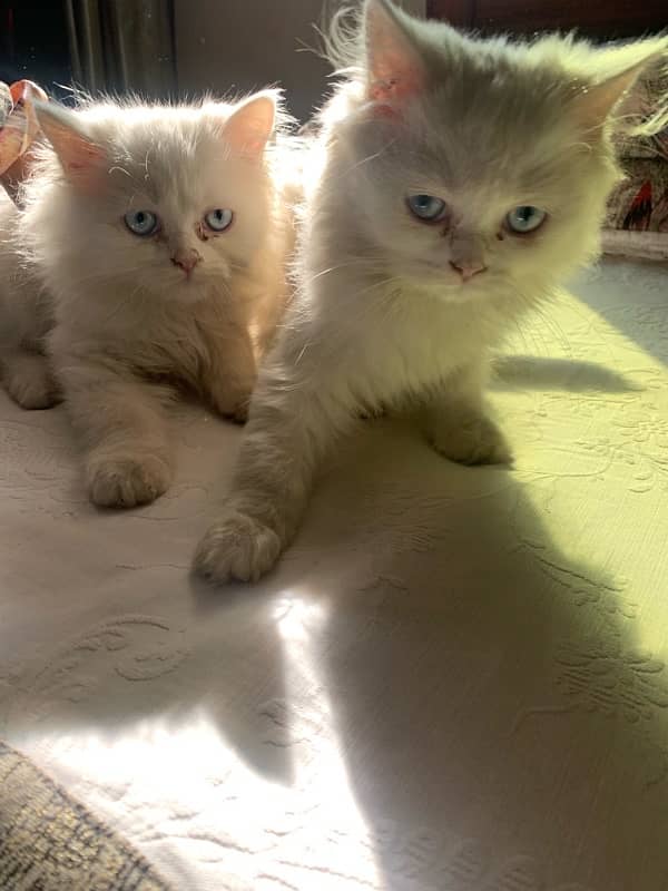 male and female kittens 1