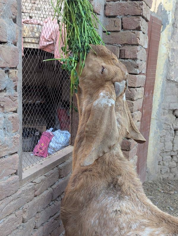 makkhi cheena breeder male for sale 1