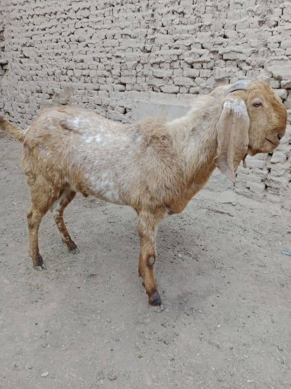 makkhi cheena breeder male for sale 2