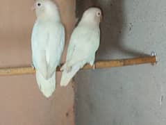 Albino red I breader pair