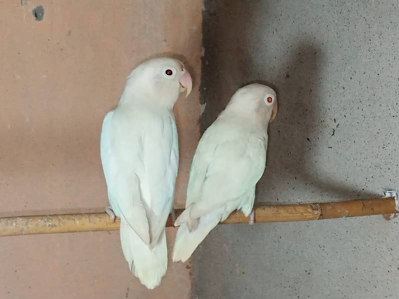 Albino red I breader pair 1