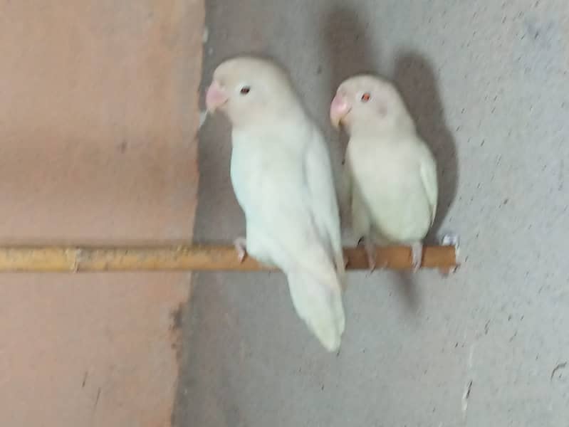 Albino red I breader pair 2